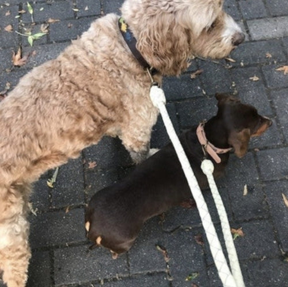Georgie Paws Double Trouble Dog Lead Attachment Chalk